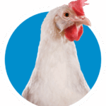 ckickengame
